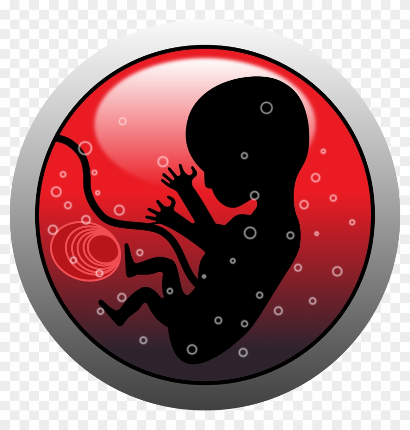 Embryo Human Infant - Abortion Png Clipart #1571672