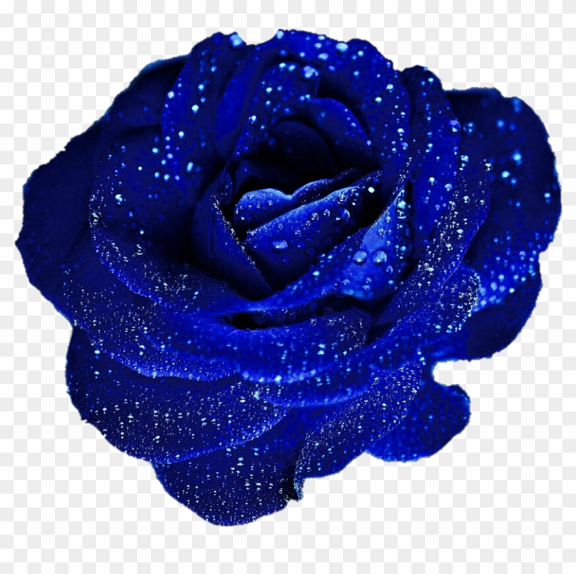 Beautiful - Floribunda Clipart #1571836