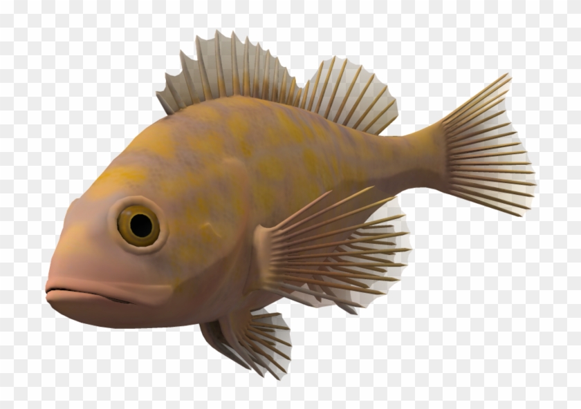 Ocean Fish Transparent Background Clipart