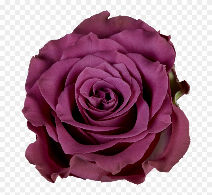 Garden Roses Clipart