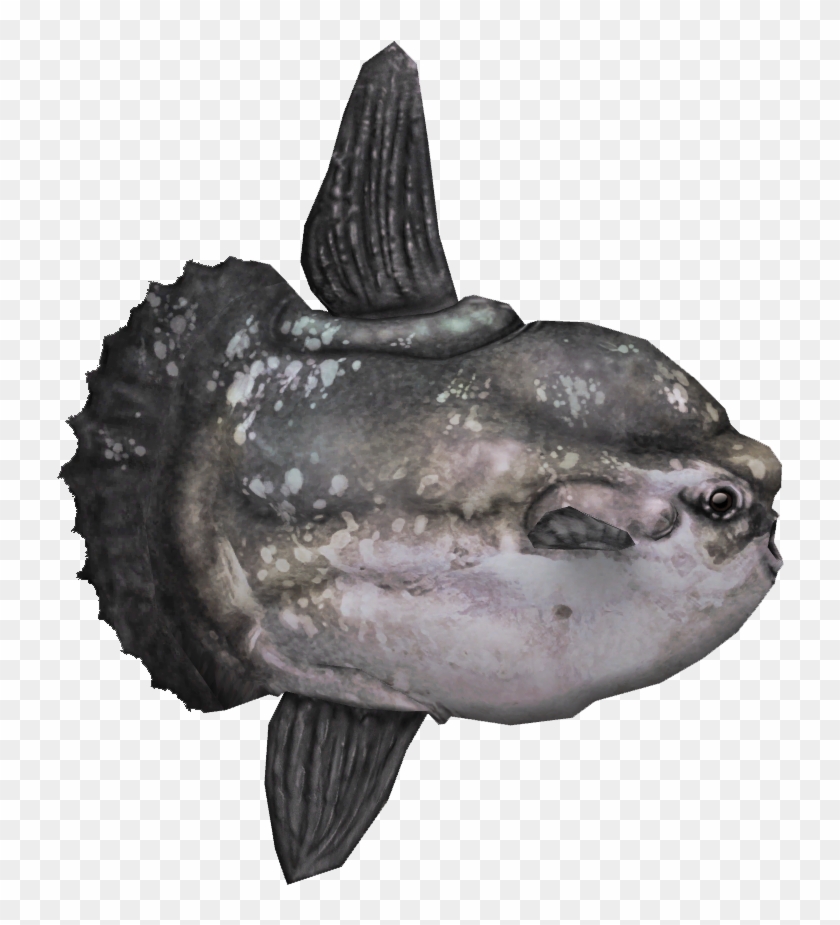Mola Mola Fish Png , Png Download Clipart #1572087