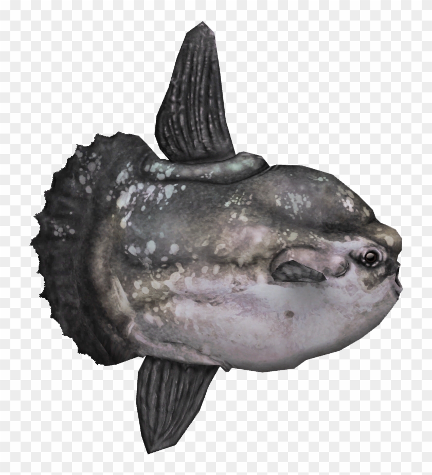 Mola Mola Fish Png , Png Download Clipart