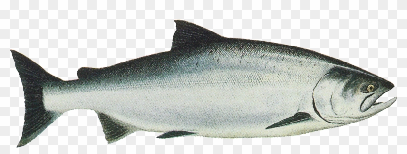 2141 X 725 4 - Salmon Tierra Del Fuego Clipart #1572216