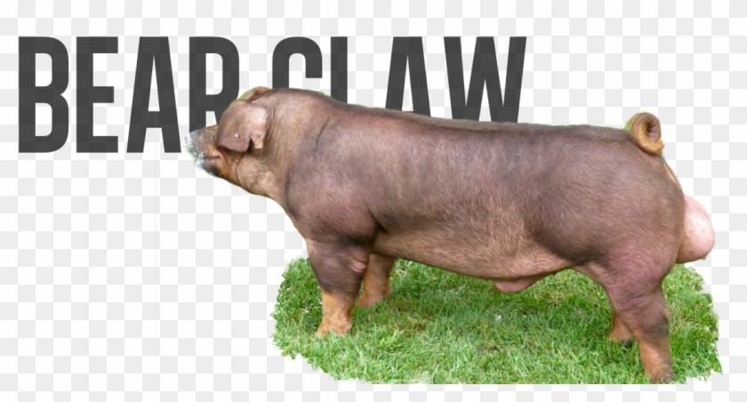 Indian Outlaw X Royal Flush - Hippopotamus Clipart #1572505