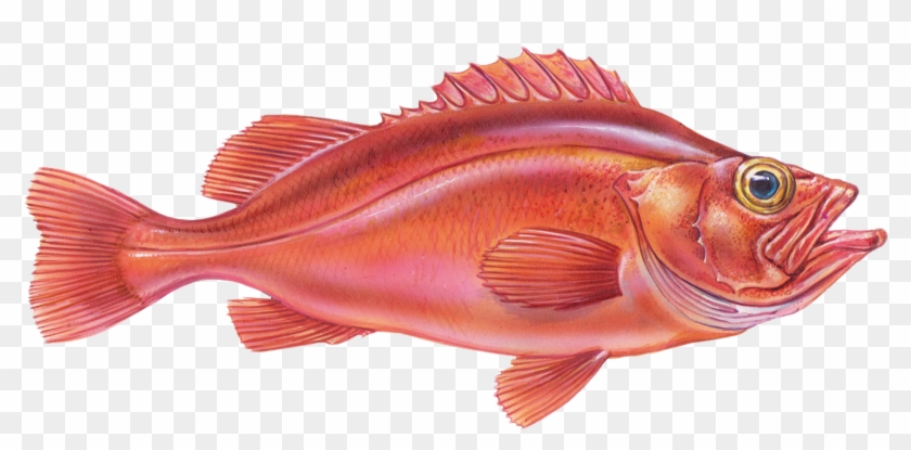 Red Fish Clipart #1572748