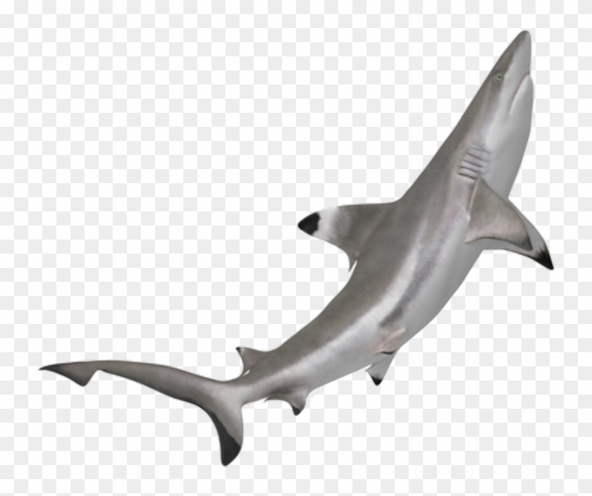 Shark Sticker - Tiburon Punta Negra Png Clipart #1573034