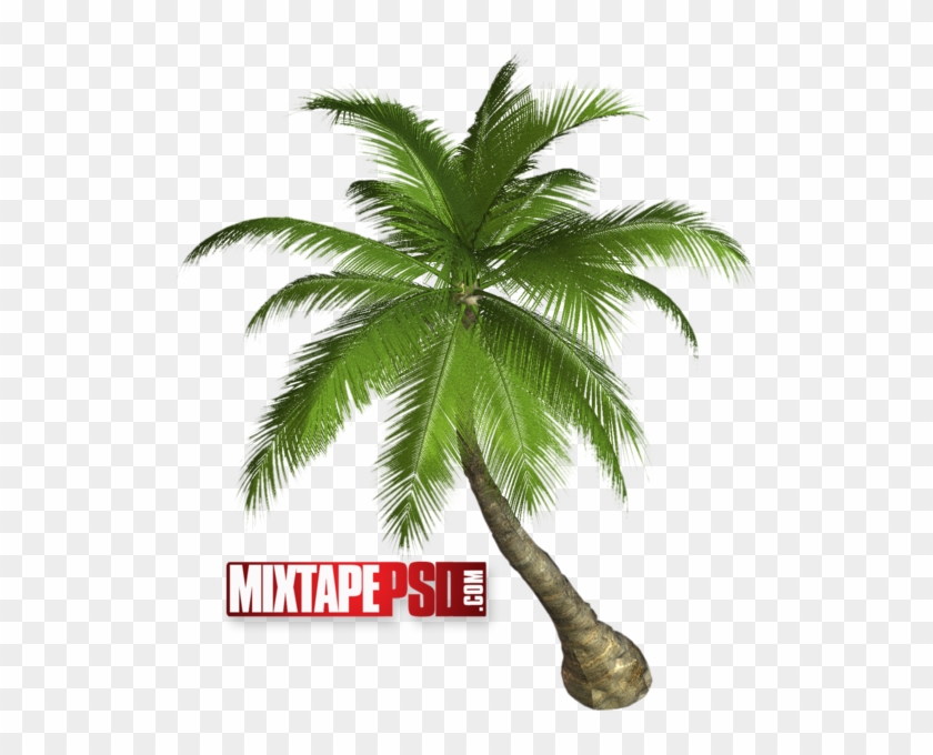 Palm Tree - Palm Tree Transparent Clipart