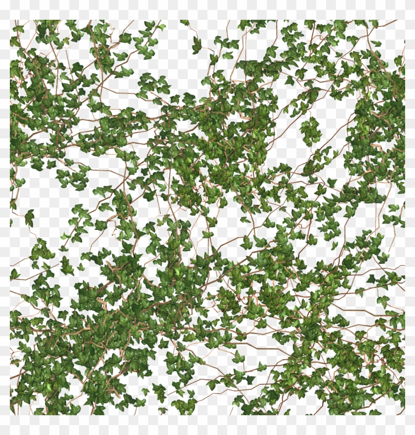 Seamless Floor/wall Vine Photo Tru Textures Vine 14 Clipart #1574246