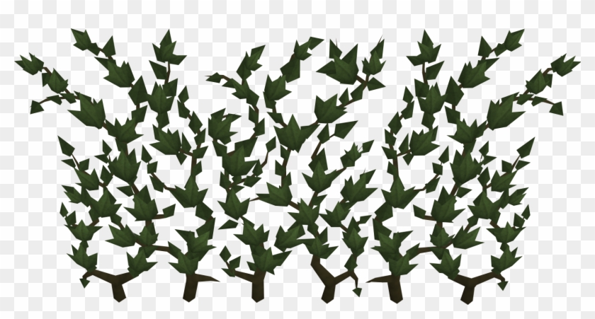 Runescape Wiki Fandom Powered By Wikia - Runescape Ivy Clipart