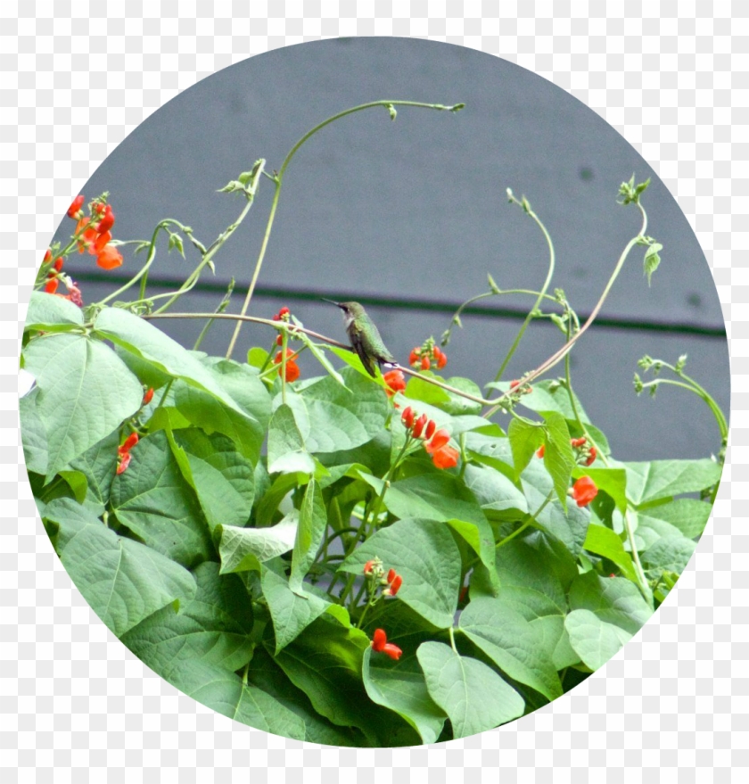 Hummingbird Resting On The Scarlet Emperor Vines - Sweet Pea Clipart