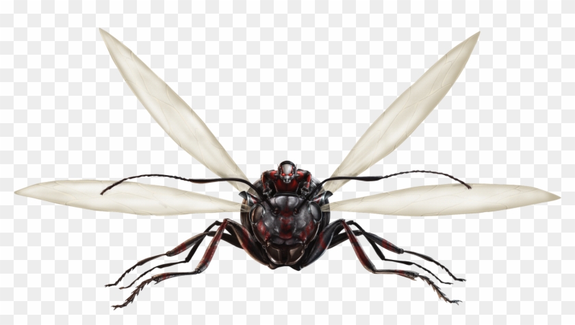 Ant Thony Fh Clipart #1575749