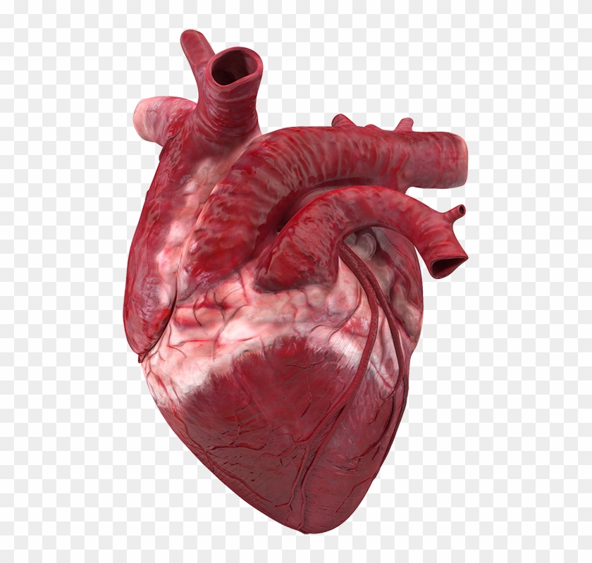 عسل و قلب چرا خوردن عسل برای سلامت قلبی مفید است به - Human Heart Clipart #1577482