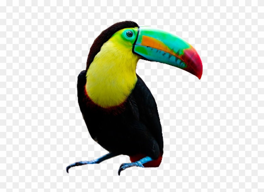 #toucan #bird #pngs #png #lovely Pngs #usewithcredit - Toucan Clipart