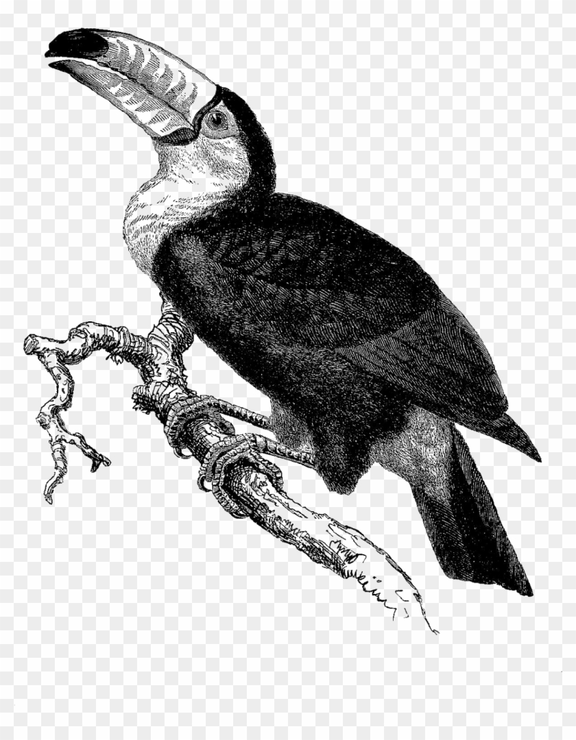 This Is A Beautifully Detailed Digital Download Of - Toucan Clipart