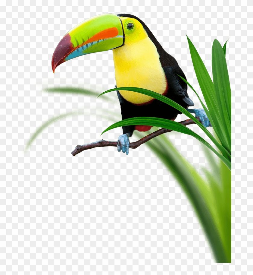 Toucan Perching Surrounded By Grass - Toucan Clipart