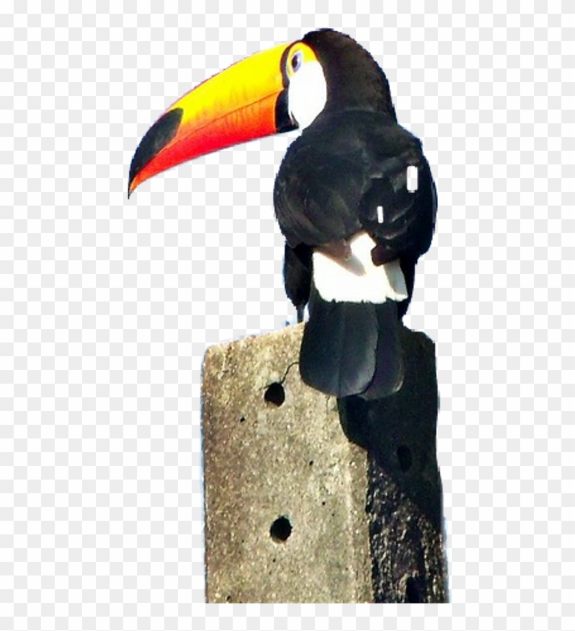 Toucan Clipart #1579182