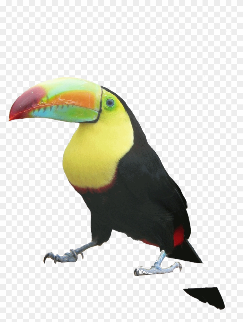 Toucan Clipart #1579211