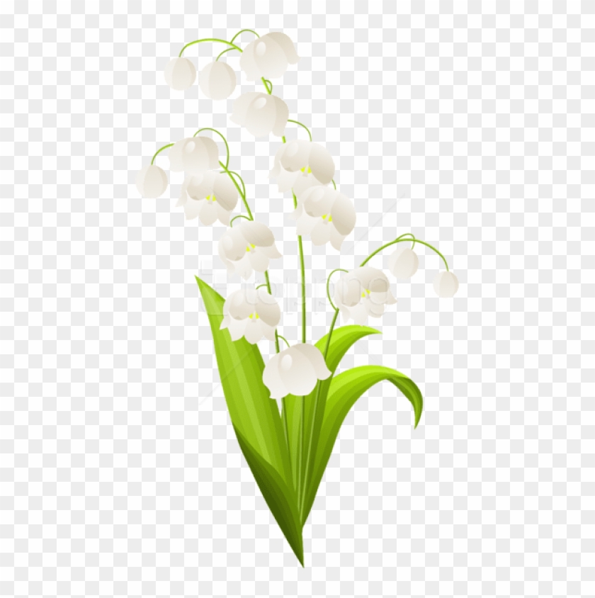 Free Png Download Lily Of The Valley Png Images Background - Lilies Of The Valley Png Clipart #1581416