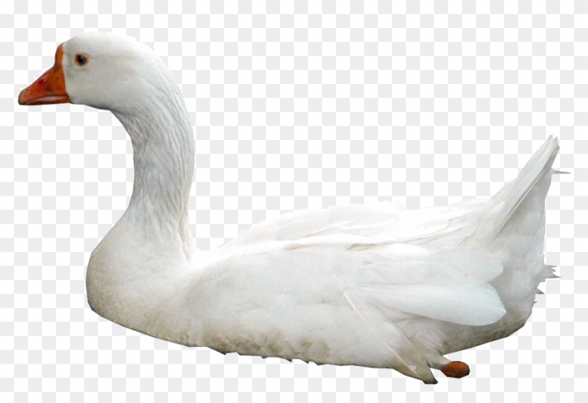 Swan Png Photos - Kuğu Png, Transparent Png
