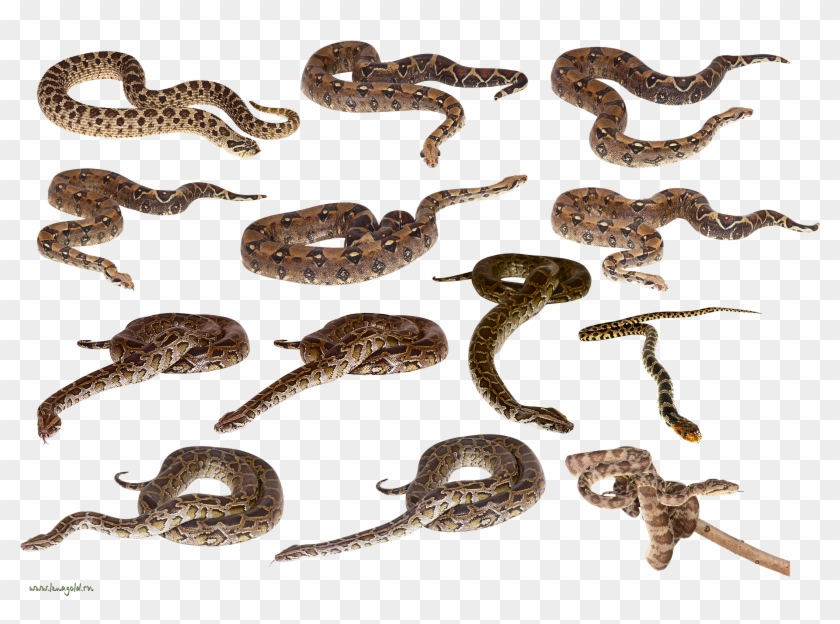 All Snakes In One Clipart #1587578