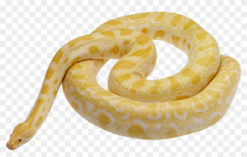 Rainforest Snake Png - Albino Burmese Python Clipart #1587651
