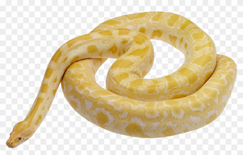 Rainforest Snake Png - Albino Burmese Python Clipart