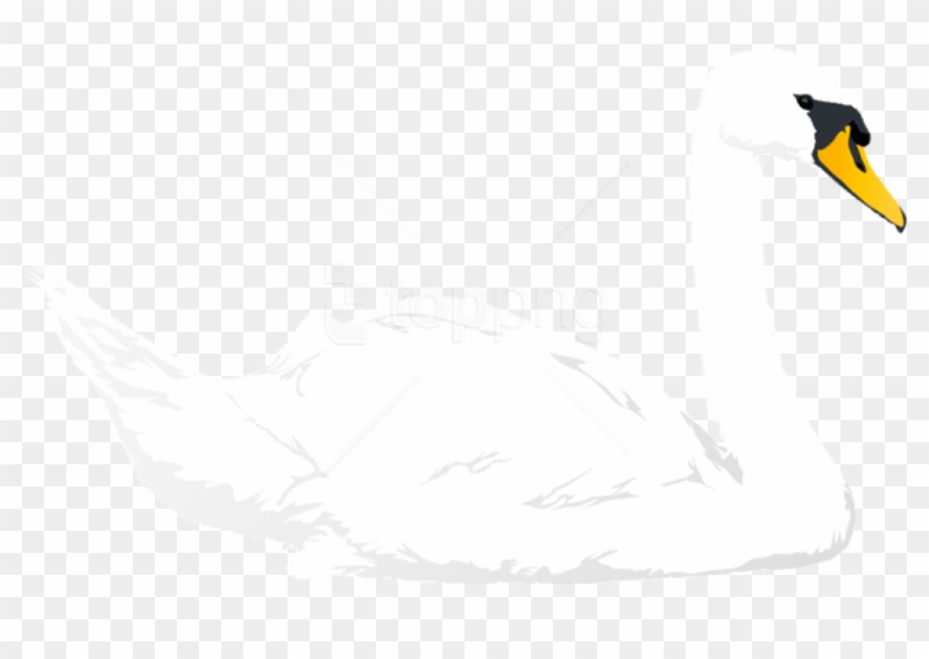 Free Png Download Swan Transparent Png Images Background - Tundra Swan Clipart