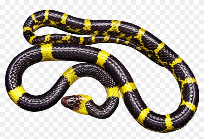 Snakes Reptile Vipers Black Rat Snake Vertebrate Clipart #1587746