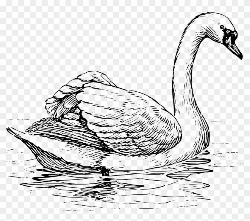 How To Set Use Swan Clipart - Png Download #1587918