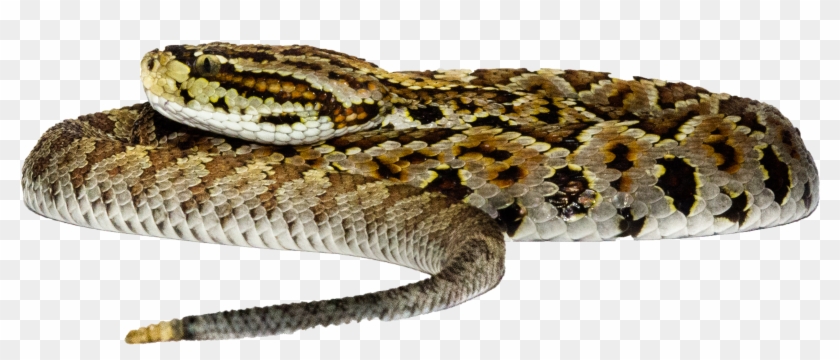 Burmese Python Clipart