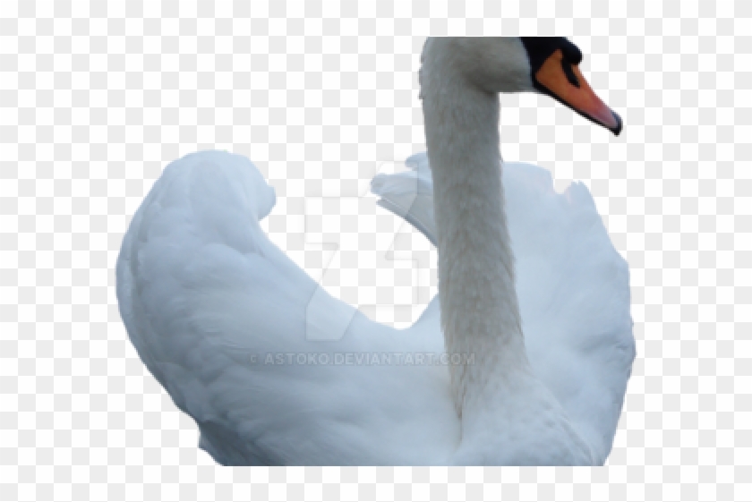 Swan Png Transparent Images - Swan Clipart