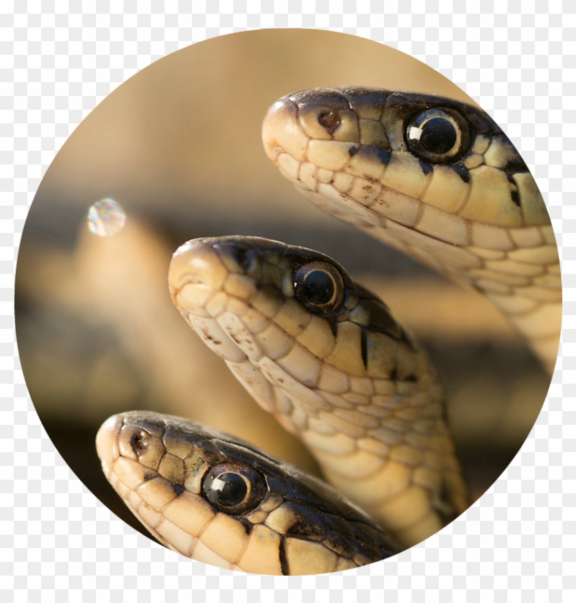 Mac23 Photo Essay Snakes Carousel Clipart