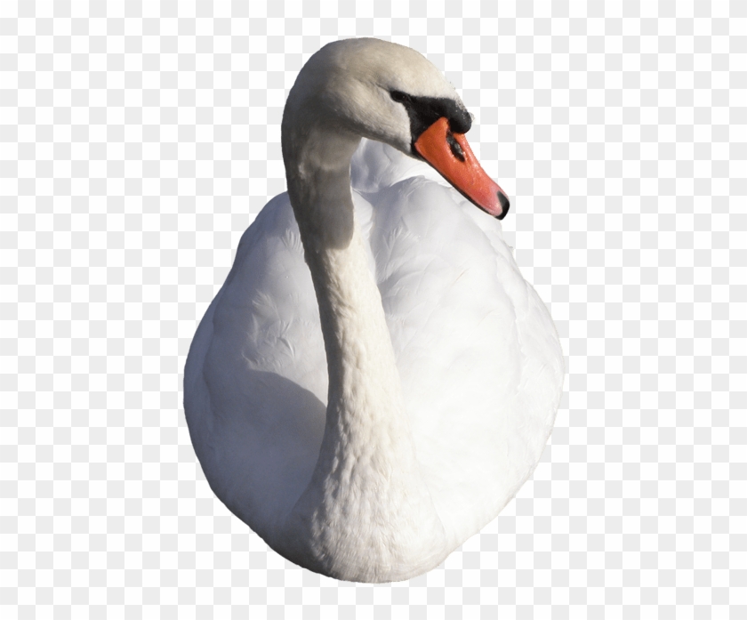 Swan - Swans Clipart