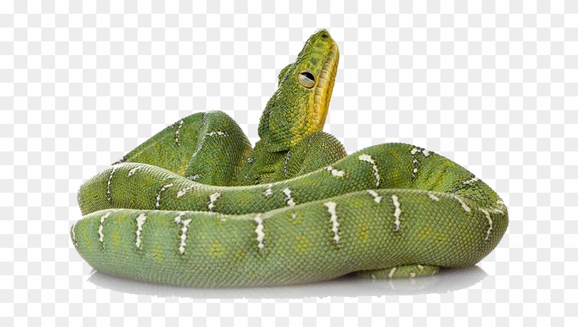 Green Snake Png - Green Snake Transparent Background Clipart
