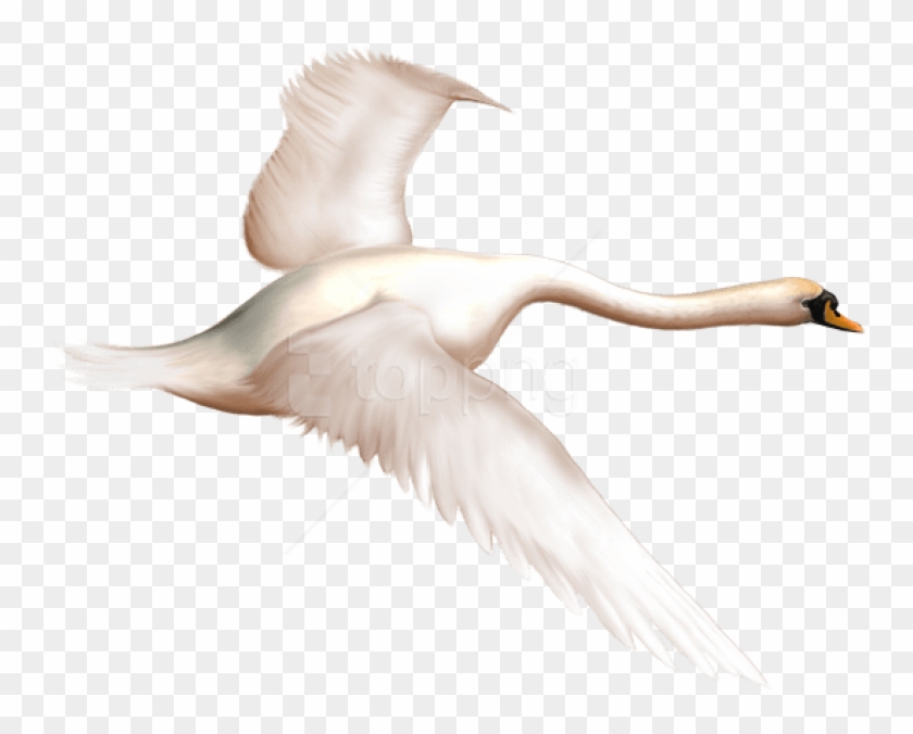 Free Png Download Painted Swan In Flight Free Png Images - Swan In Flight Clipart