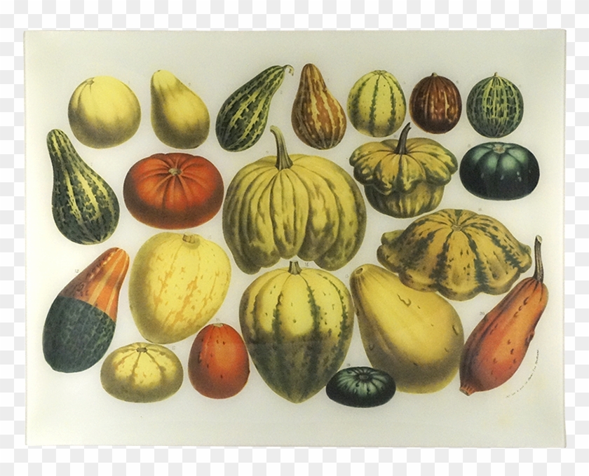 Squash Clipart #1589843