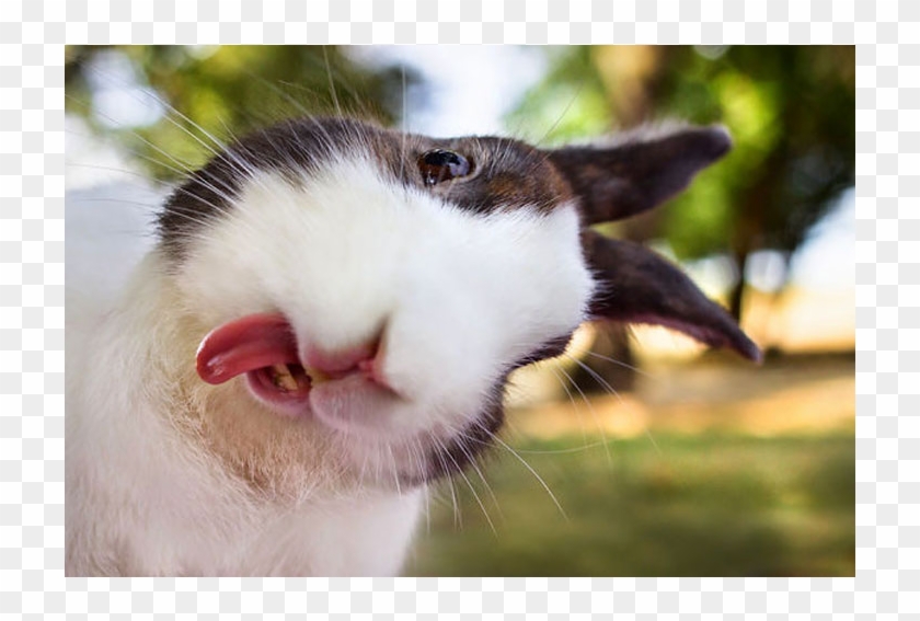 Tagline - Easter Bunny Taking A Selfie Clipart #1590306