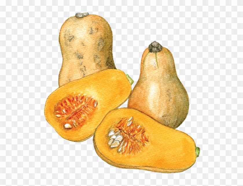 Waltham Butternut Squash - Butternut Squash Clipart #1590483
