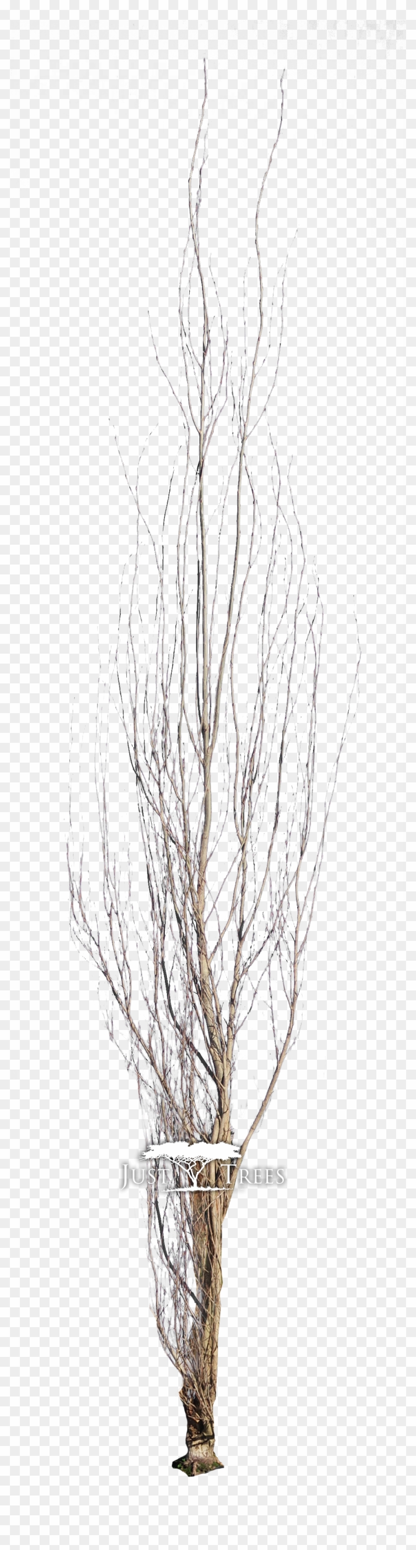 Pond Pine , Png Download - Sketch Clipart #1591781