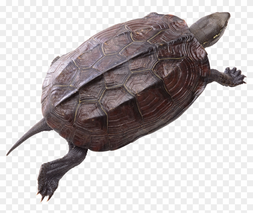 Turtle Png Pic - Turtle Free Download Clipart #1591810