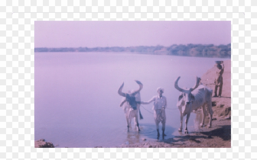 Bhumbhali Pond - - Working Animal Clipart