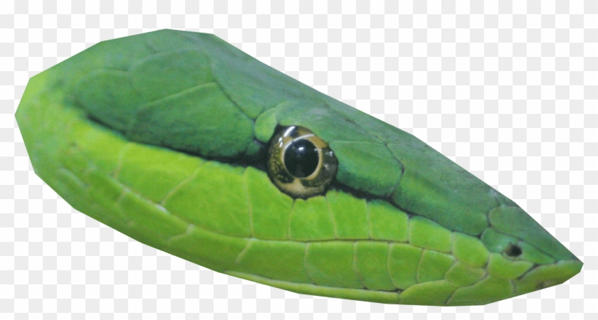 Transparent Snake Head , Png Download Clipart