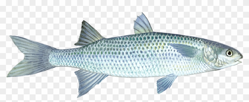 Mullet Fish Pictures Transparent , Png Download - Coregonus Lavaretus Clipart #1596821