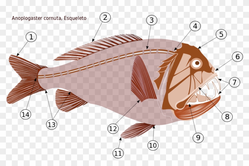 New Fish Clipart Transparent Best Digital Clipart For - Skeletal System - Png Download