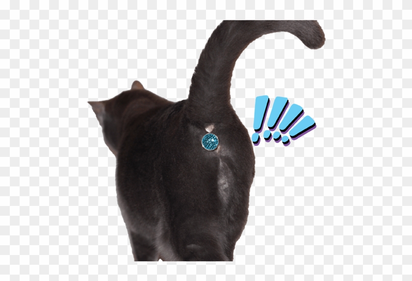 Cat Crib - Cat Butt Gem Clipart #1597617