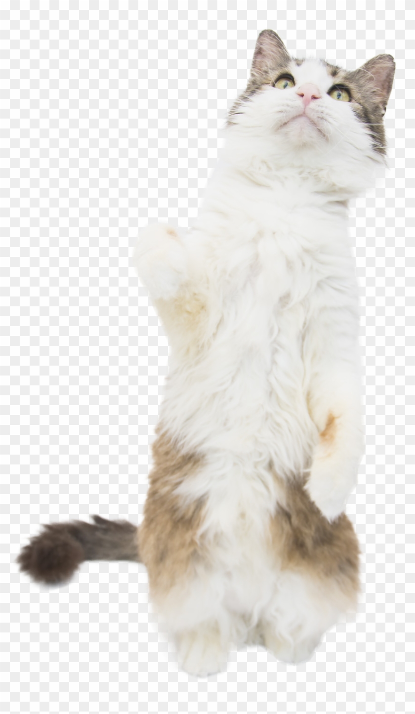 Cat Standing Cob Web - Squitten Clipart #1597815