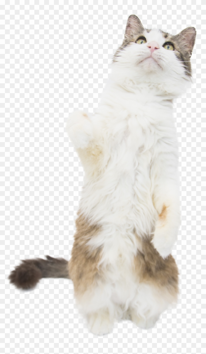 Cat Standing Cob Web - Squitten Clipart