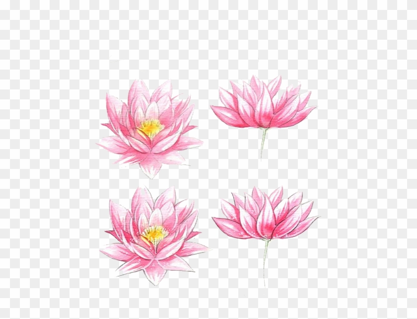 Clip Art Black And White Download Watercolour Flowers - Simple Water Lily Drawing - Png Download #1597884