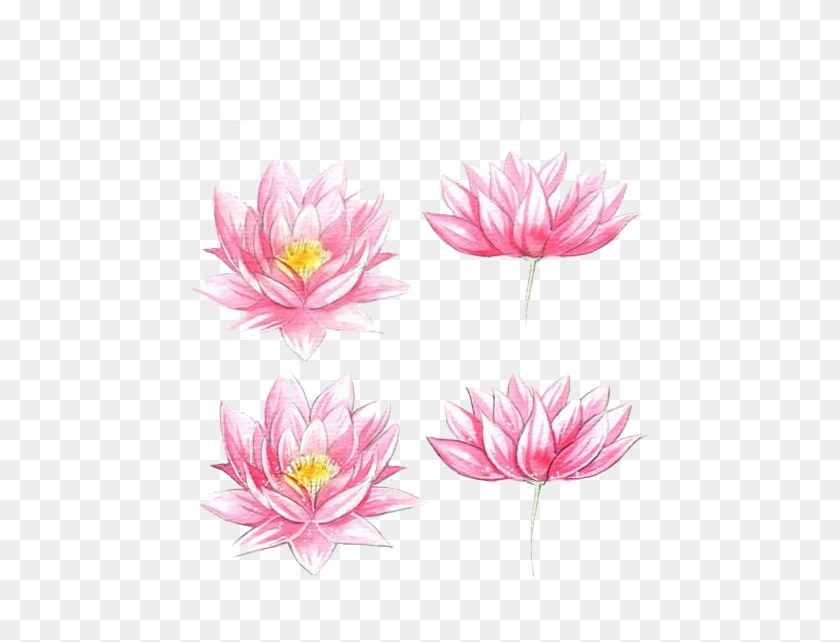 Clip Art Black And White Download Watercolour Flowers - Simple Water Lily Drawing - Png Download