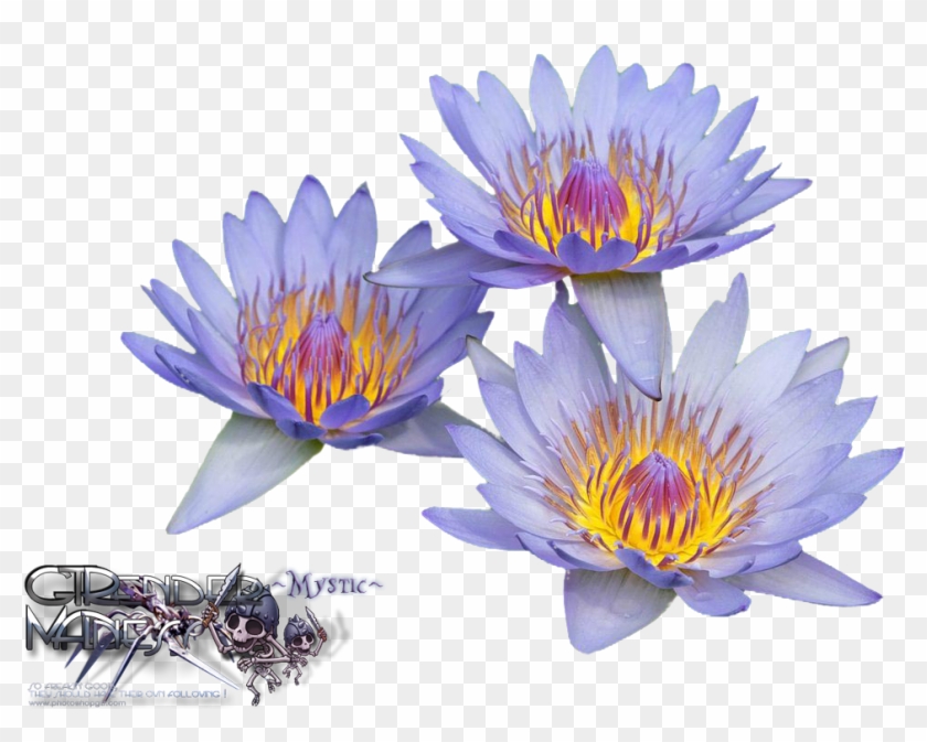 Liked Like Share - Water Lilies Clipart #1597936